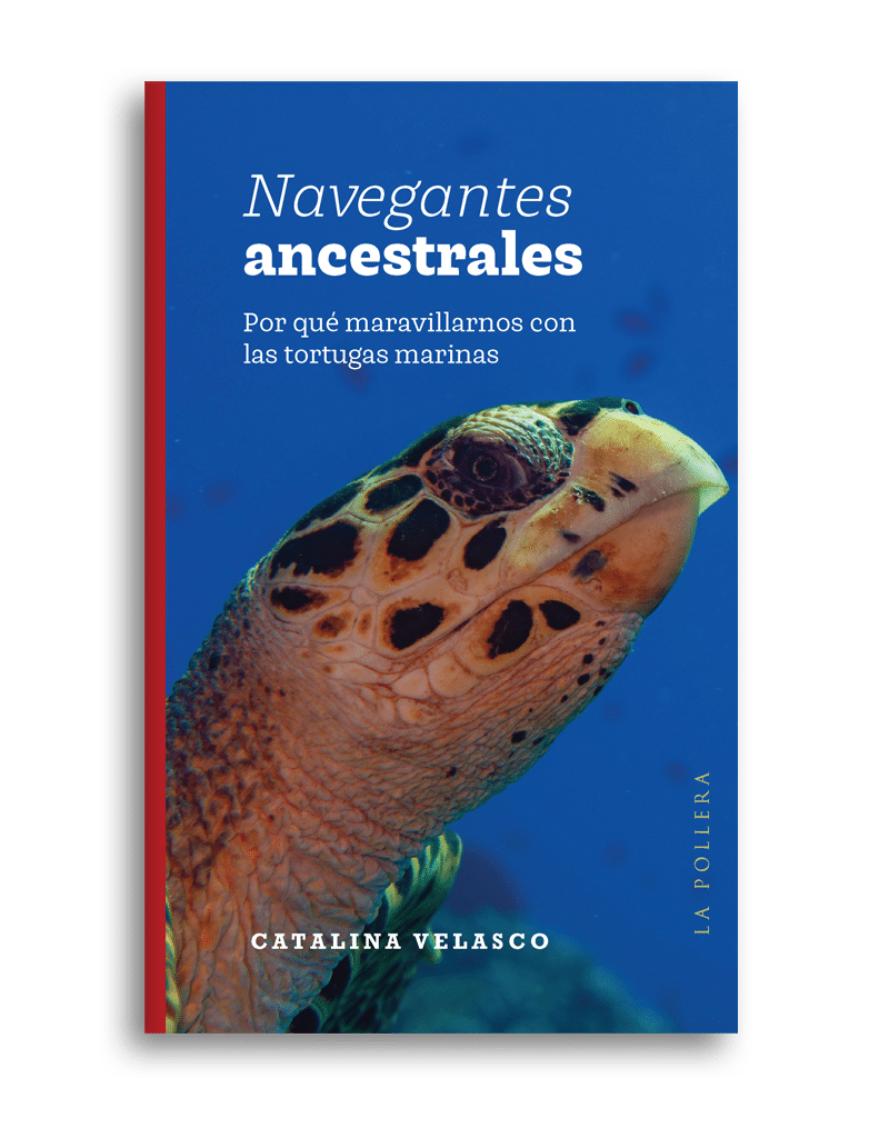 navegantes